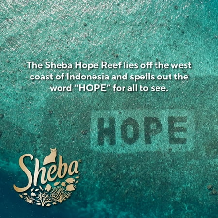 Sheba Perfect Portions Kitten Variety Flavors Pate Wet Cat Food, 2.6 oz Twin-Pack Trays (24 Pack)