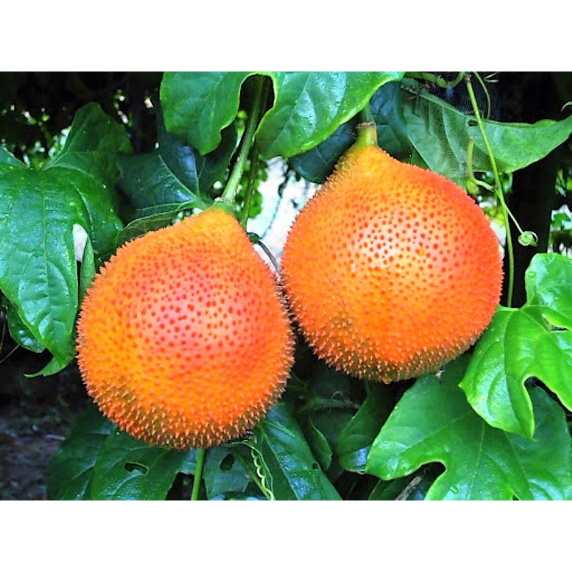 果物 mdii Gac Fruit (Momordica cochinchinensis) Seeds (3) : Amazon.ca