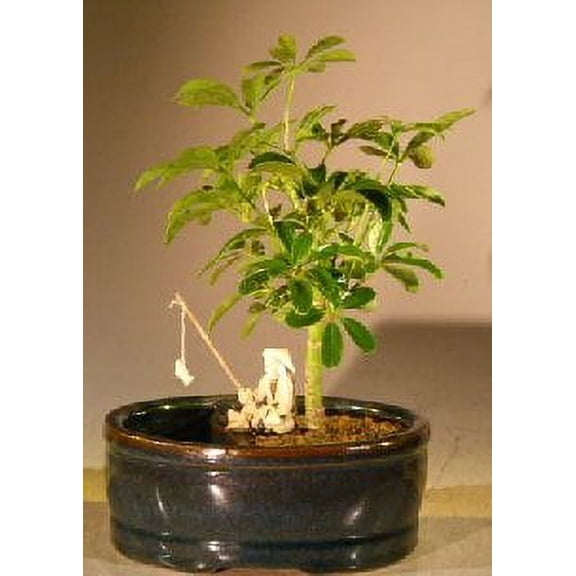 Hawaiian Umbrella Bonsai Tree Plant Land/Water Pot - Small (arboricola schefflera 'luseanne')