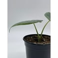 thumbnail image 4 of Alocasia Melo Maharani, White Velvet, Grey Dragon Plant, Alocasia Hybrid, 4 inch, Live Rooted Potted Rare Succulent, 4 of 8