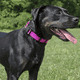 thumbnail image 5 of Colores brillantes: collar de nailon de lujo para perros con hebillas, 5 of 5