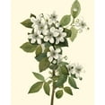 thumbnail image 2 of Unknown 15x18 Black Ornate Wood Framed with Double Matting Museum Art Print Titled - Delicate Foliage III, 2 of 4