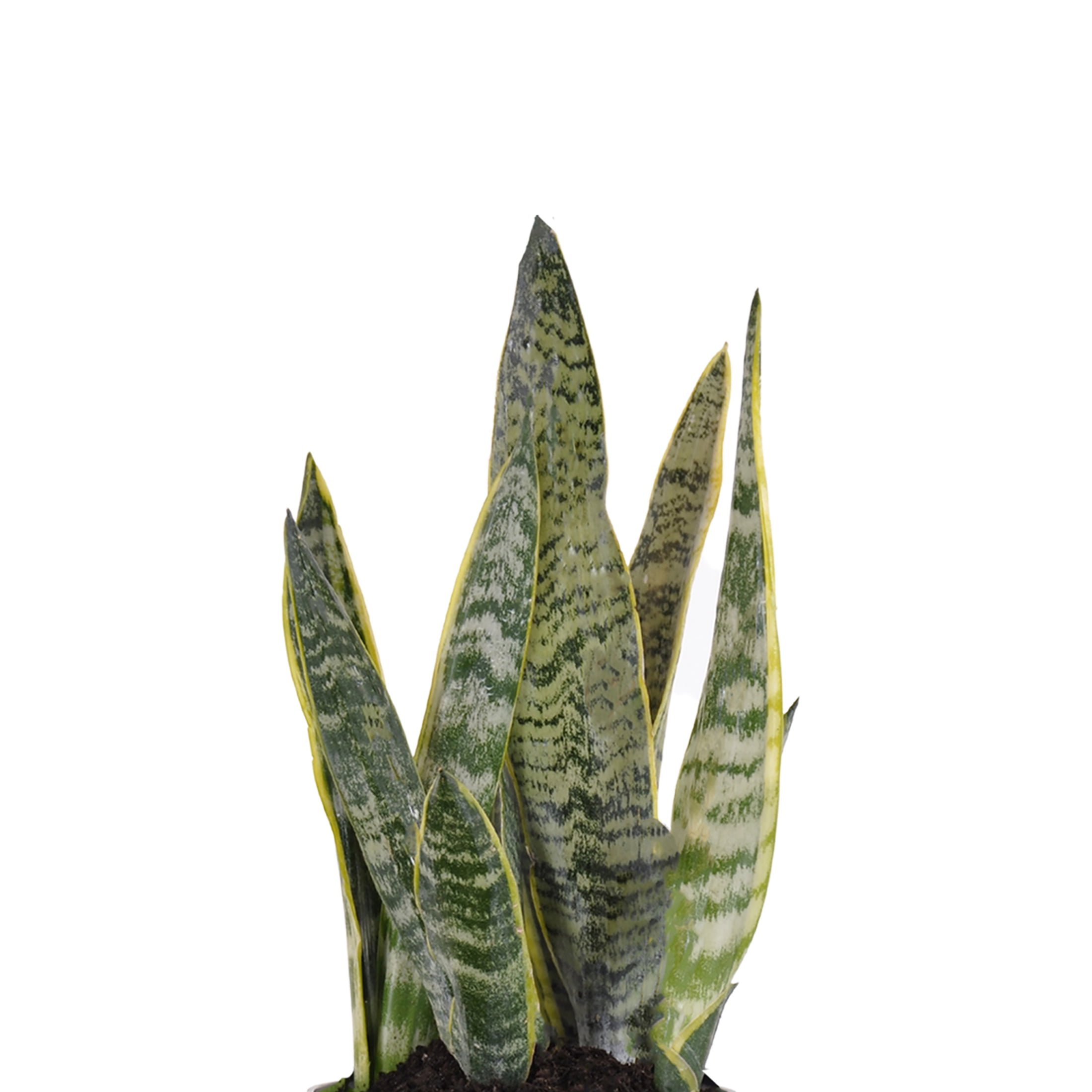 Snake Plant Live Sansevieria Laurentii 14-19 inches Tall in 6 inch Grower Pot by United Nursery