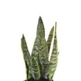 thumbnail image 6 of United Nursery Live Sansevieria Laurentii Plant 14-19 inches Tall in 6 inch Grower Pot, 6 of 9