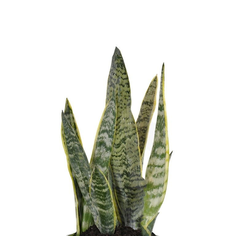 Snake Plant Live Sansevieria Laurentii 14-19 inches Tall in 6 inch Grower  Pot by United Nursery - Walmart.com