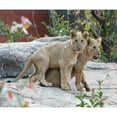 thumbnail image 2 of CafePress - Lion Cubs MP Throw Blanket - Soft Fleece Throw Blanket, 50"x60" for All Ages, 2 of 2