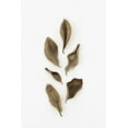 thumbnail image 2 of 1x Studio III 17x24 White Modern Wood Framed Museum Art Print Titled - Dried Leaves_2, 2 of 4