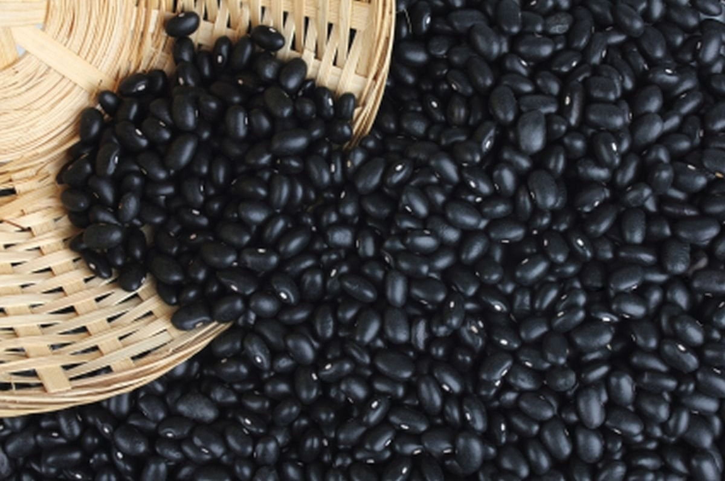 Black Turtle Heirloom Bush Bean - Hardy Plants Grow to 18-24" -Very Tasteful(500 - Seeds)
