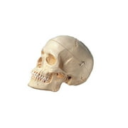 Female Human Skull SOMSO-Plast