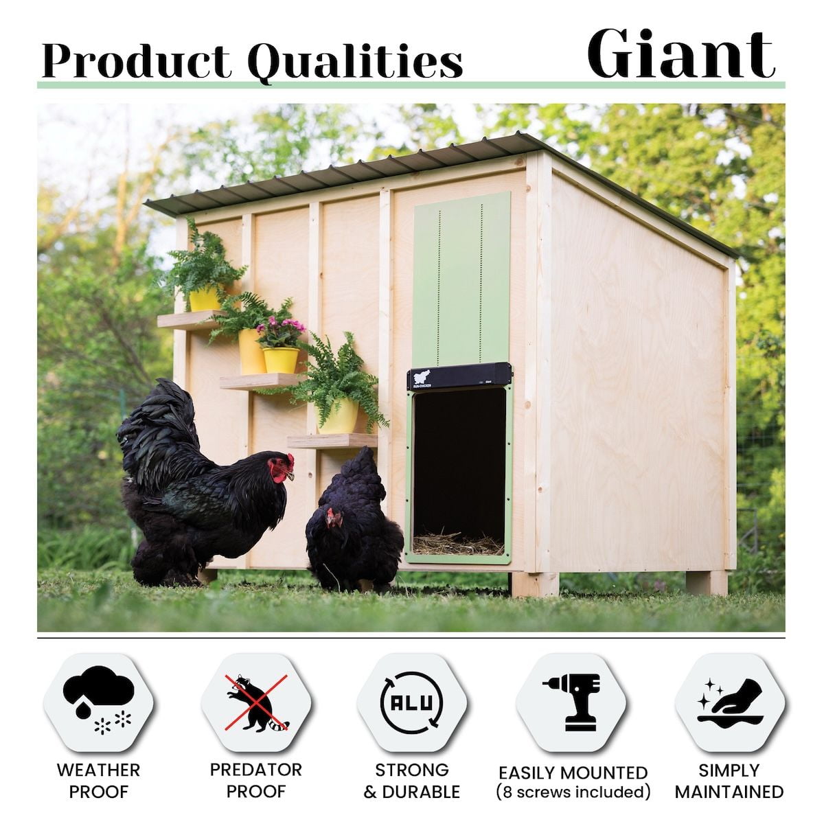 RUN-CHICKEN - GIANT Automatic Coop Door (Mint)