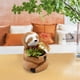 thumbnail image 4 of pstuiky Decoraciones creativas de macetas de resina con forma de suculentas, decoraciones de plantas verdes para mesa, 4 of 9
