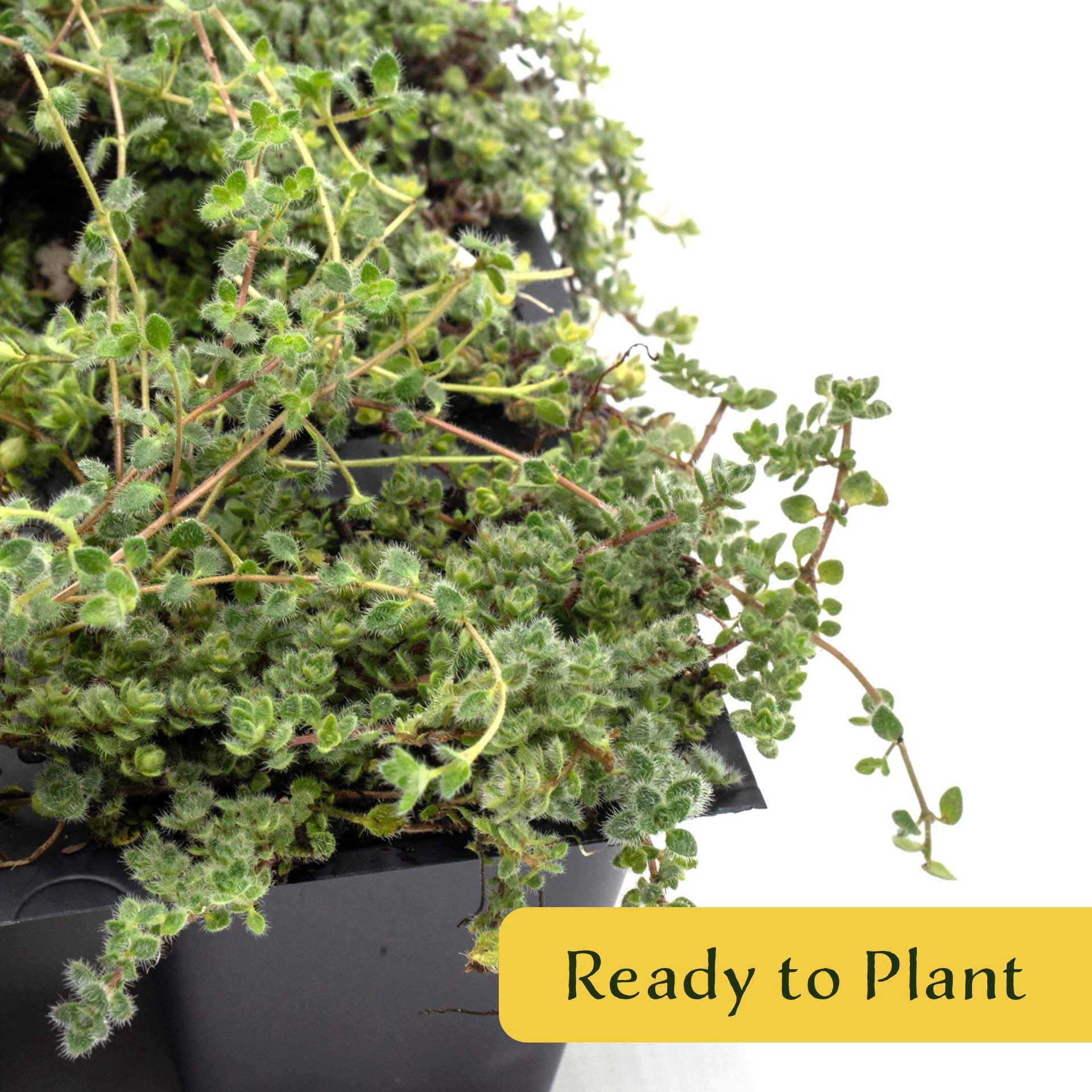 12 Woolly Thyme – Low-Growing Fragrant Fuzzy Evergreen Groundcover for Rock Gardens, Containers & Pathways (Thymus pseudolanuginosus) in 2.5″ Cubes, Live Plants