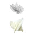 thumbnail image 1 of 100 Unids Hermosa Real Secado Hojas Magnolia Natural Hoja Grande para Scrapooking Artes Artesanía Adornos DIY, 1 of 9