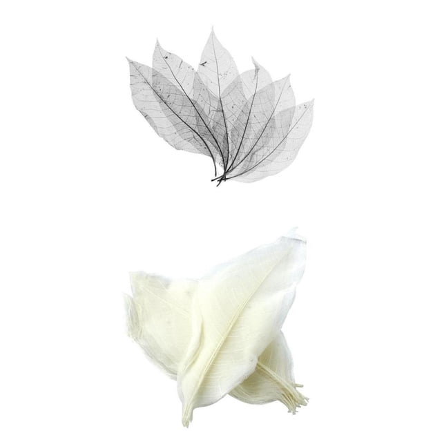 100 Unids Hermosa Real Secado Hojas Magnolia Natural Hoja Grande para Scrapooking Artes Artesanía Adornos DIY