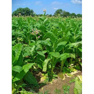 del gold tobacco 1000 Seeds ~ Heirloom ~ High Yield ~ Fast Growing! Gold Delia Classic Sticks |