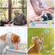 thumbnail image 5 of Pack de pelotas para gatos ZHAOCHENG juguetes interactivos Masticar Ecológicos colores brillantes, 5 of 5