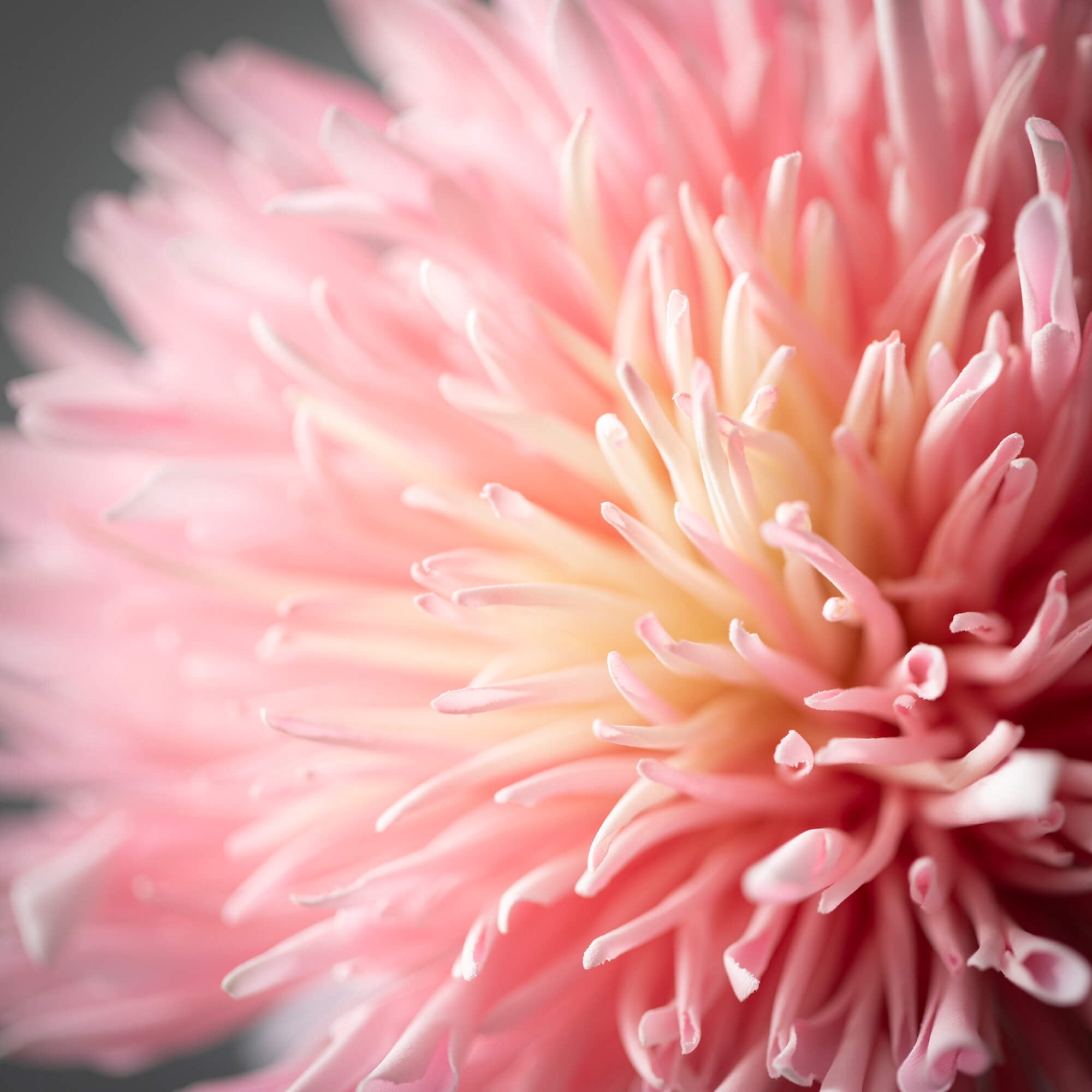 Sullivans 23.25" Artificial Chrysanthemum Spray