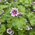 thumbnail image 2 of Direct Gardening Zebrina Malva 1 Gallon Purple Flowering Perennial Plant, 2 of 6