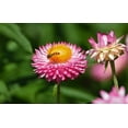 thumbnail image 3 of 50 PINK DOUBLE STRAWFLOWER Helichrysum Bracteatum Flower Seeds, 3 of 11