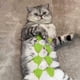 thumbnail image 5 of Xihbxyly Ofertas de Caja Abierta Liquidación Devoluciones En Almacén Traje de Baño para Gatos, Ropa para Mascotas, Disfraces Hechos a Mano, Ropa Divertida para Mascotas, Disfraces para Perros Pequeño, 5 of 7