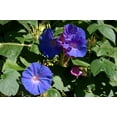 thumbnail image 2 of Morning Glory Grandpa Ott Flower/Annual/Full Sun/200 Seeds 1/4 oz/Zellajake Farm and Garden - B178, 2 of 5