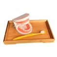 thumbnail image 4 of OULII 1 Set Children Cartoon Brush Tooth Model Toy Light Brown for Early Education, 4 of 8