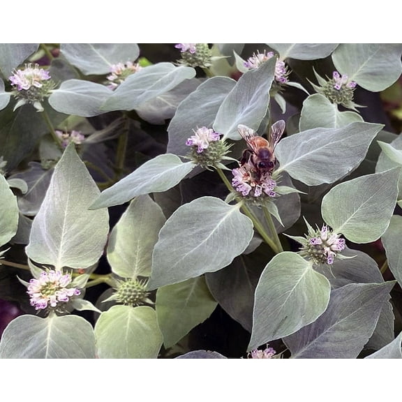 Mountain Mint - Pycnanthemum muticum- Live Starter Plant