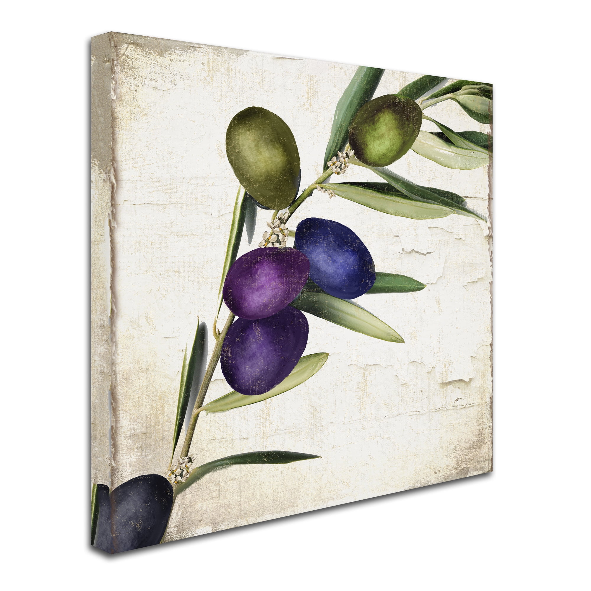 Trademark Fine Art "Olive Branch III" Canvas Art by Color Bakery