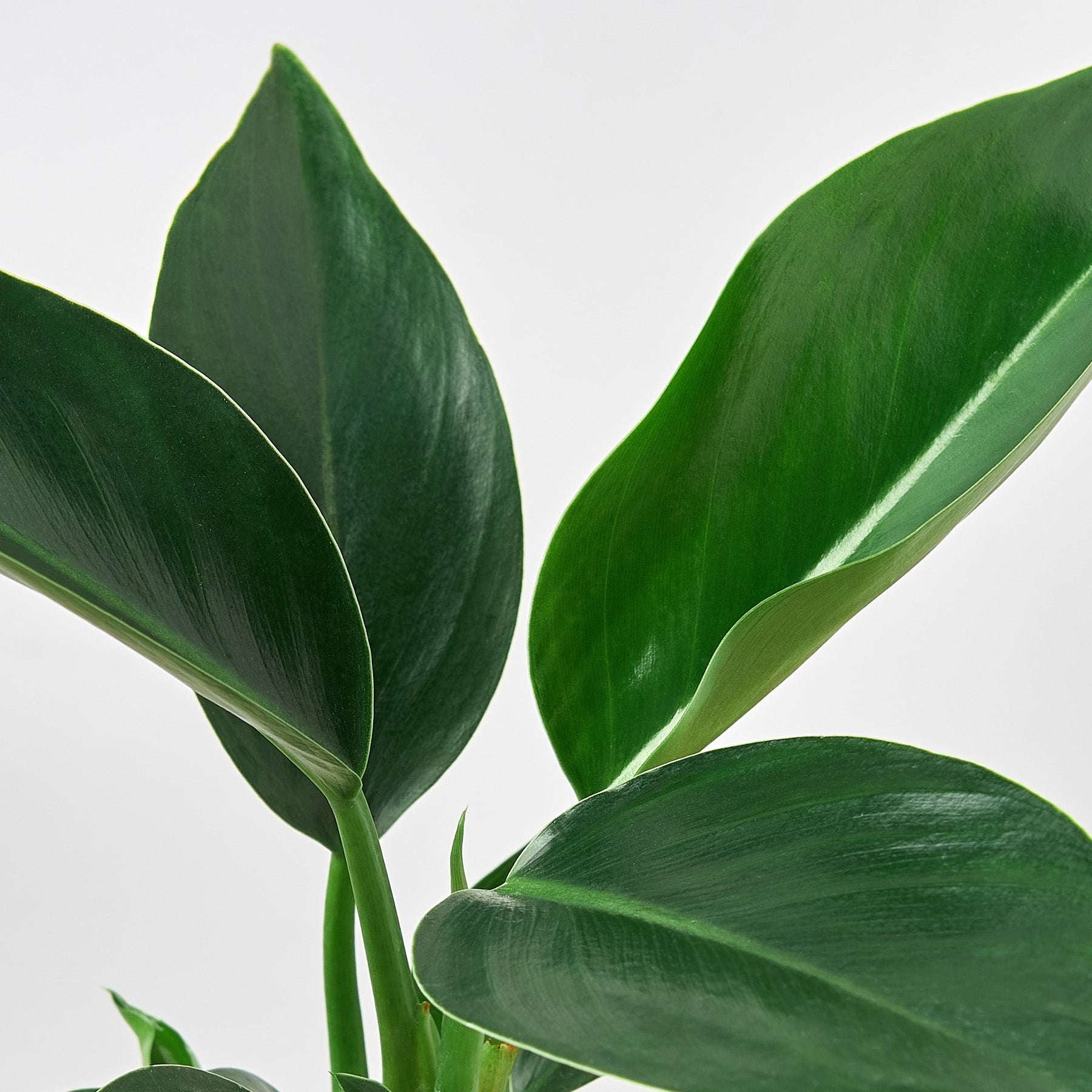 Philodendron Congo Green Live Plant for Indoor | Different Houseplants in 4'' & 6'' Pot | Real House Plant for Living Room, Office, Desk & Bathroom | Congo Green