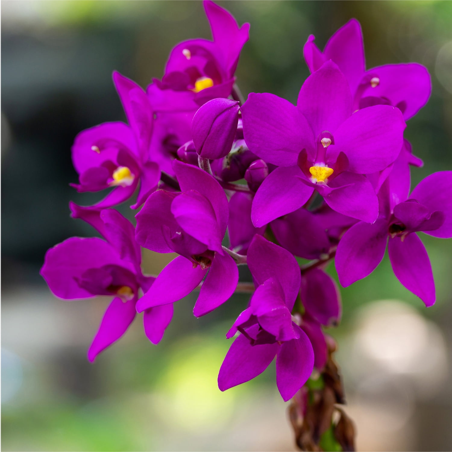Wellspring Gardens Indoor Pots - Ground Orchid Live Plant ...