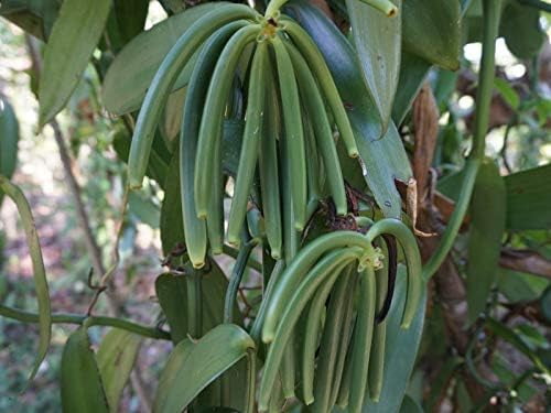 Organic Grade A Madagascar Vanilla Beans. Organic for Extract and all things Vanilla ~5" Bulk Fresh BOURBON PODS, NON-GMO Pods. IMPORTED FROM MADAGASCAR (25 COUNT)