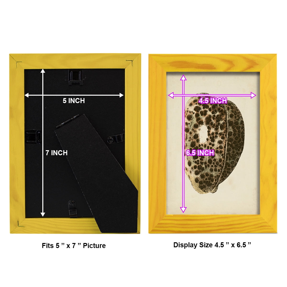 Sealife Collection III - Framed Print w/glass - Sunflower Yellow