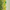 Green, variant on Strike King Shim-E-Stick Baby Bass Soft Stick Bait Lure