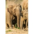 thumbnail image 2 of Rajput, Jagdeep 23x32 Gold Ornate Wood Framed with Double Matting Museum Art Print Titled - Asian Elephant (female)-Corbett National Park-India, 2 of 4