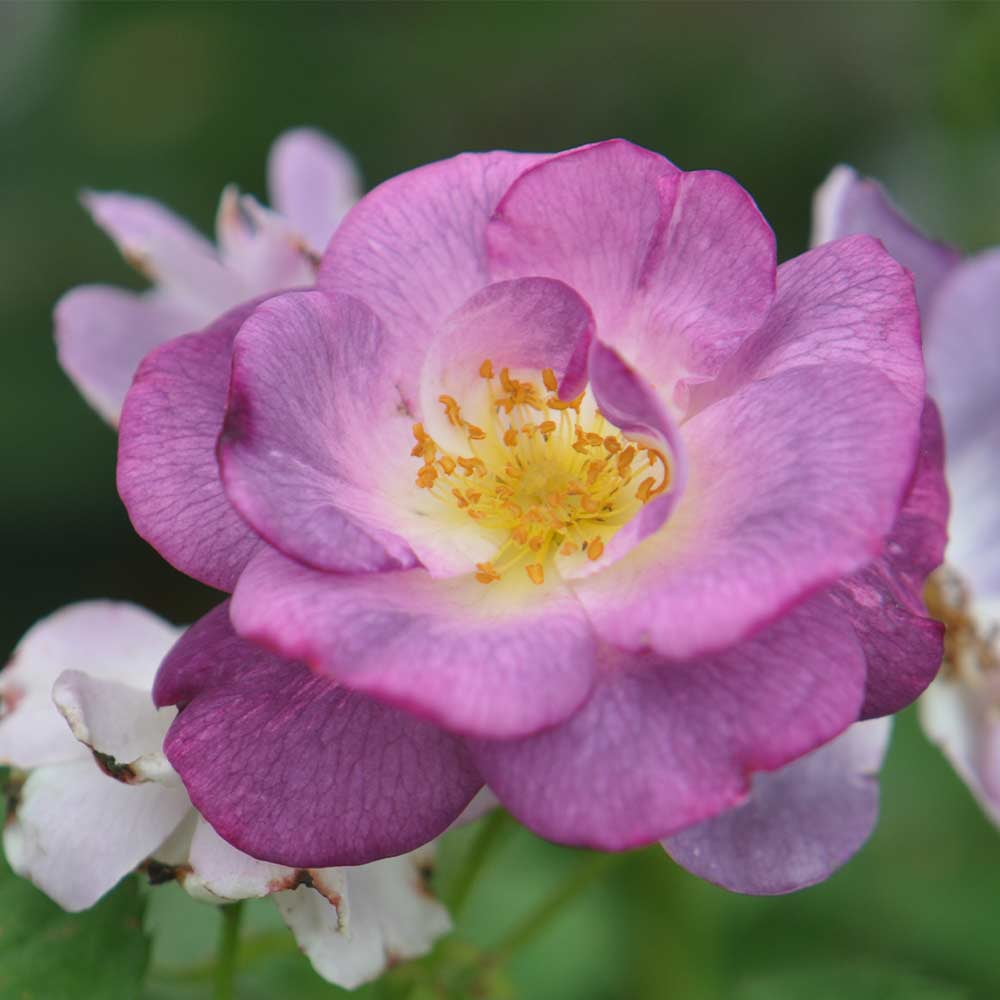 Heirloom Roses - Blue For You Floribunda Rose Bush - Purple Rose Bushes