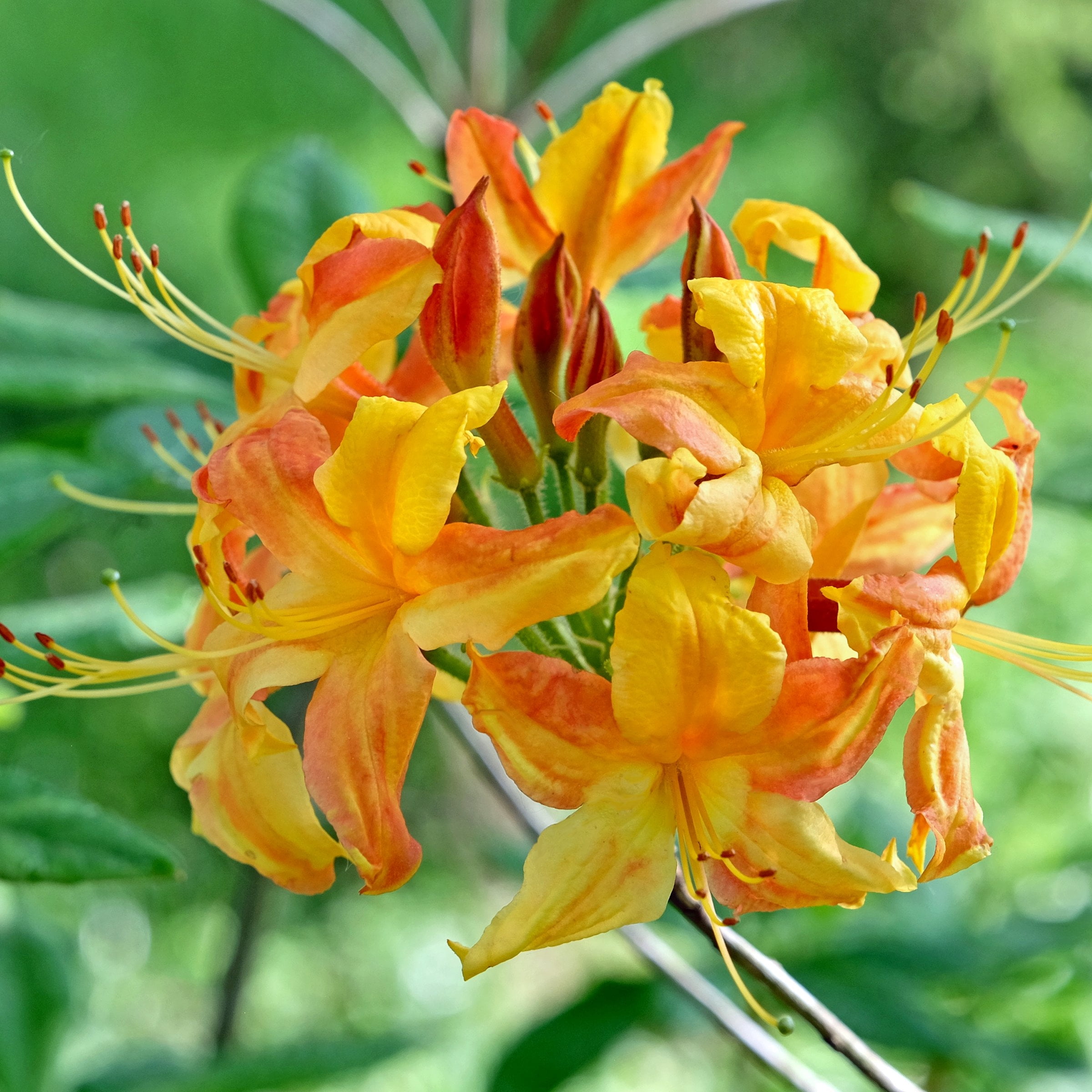 National Plant Network 3 gal. Native Azalea Tangerine