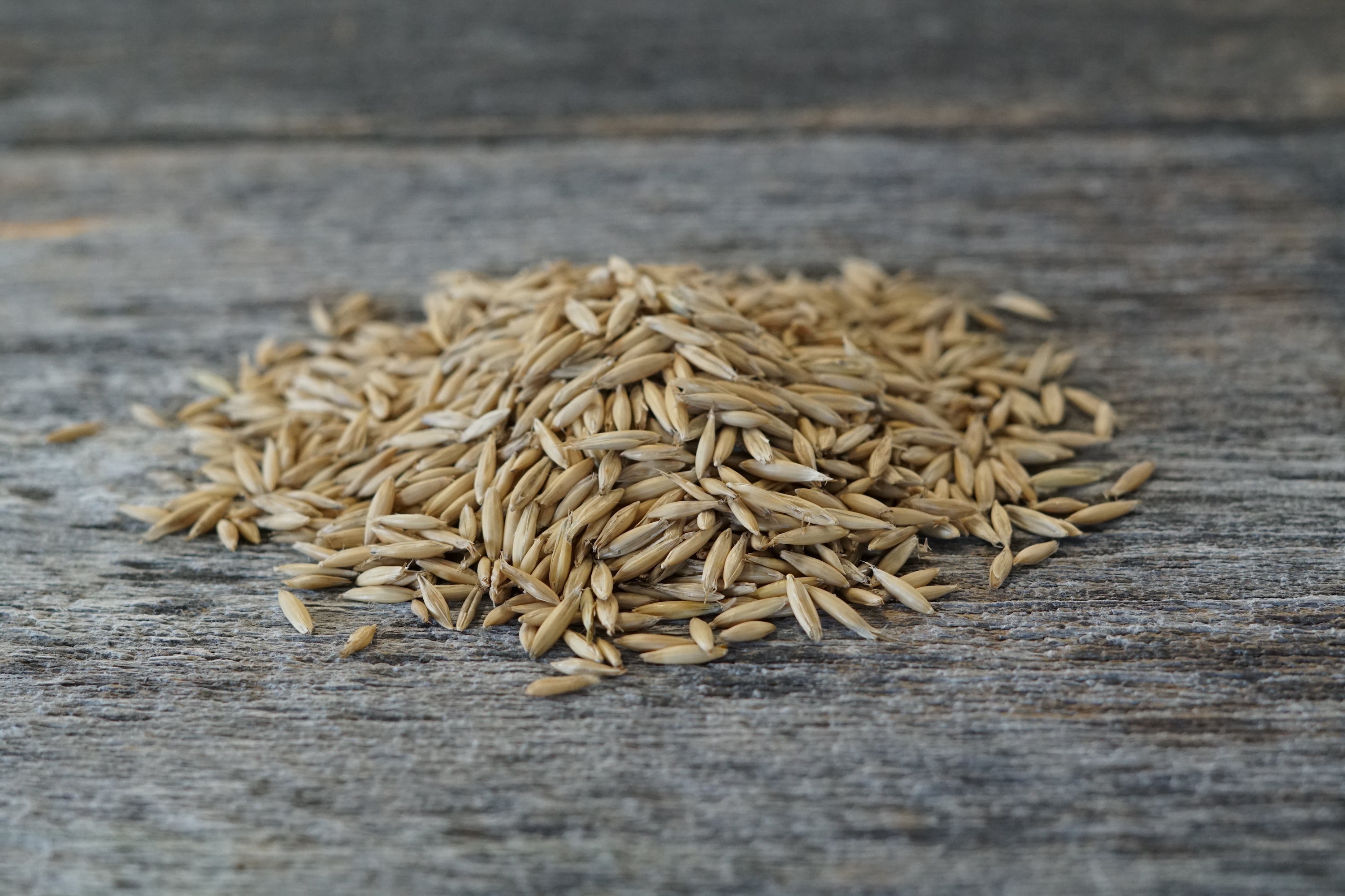 Hale Habitat & Seed Forage Oat Food Plot Seed, 5 lbs