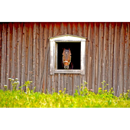 Canvas Print Barn Summer Animals Stall Animal World Horse Stretched Canvas 32 x