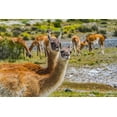 thumbnail image 2 of Perry, William 14x11 Black Ornate Wood Framed with Double Matting Museum Art Print Titled - Guanacos wild lamas eating Salt-Atacama Salt Flats-Torres del Paine National Park-Patagonia-Chile, 2 of 4