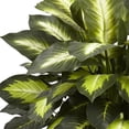 thumbnail image 4 of Triple Golden Dieffenbachia w/Wood Vase, 4 of 5