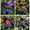B, variant on Daylily Bulbs, Mixed Hemerocallis Bare Root Plants, Perennial Flower Roots for Garden Beds, Borders, Patio Containers
