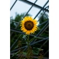 thumbnail image 6 of Dwarf Sunspot Sunflower Seeds/ Annual/ Full Sun/ 2K Seeds 1/4lb/ Zellajake Farm and Garden - B263, 6 of 6