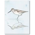 thumbnail image 1 of Sandpiper Bird Gallery-Wrapped Canvas Wall Art, 1 of 2