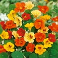 thumbnail image 3 of Nasturtium Seed - Jewel Mix Flower Seeds - 1 LB, 3 of 5