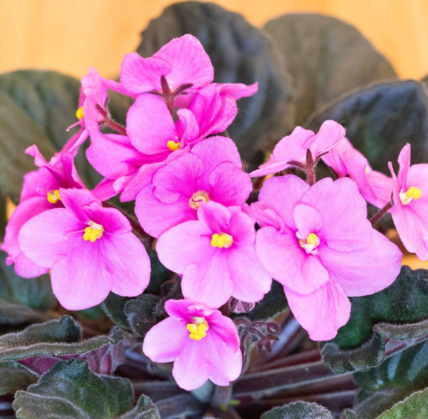 Pink African Violet Live Plant, Indoor Houseplant in 4'' Pot, Vibrant African Violet Flowers Ready to Grow 3-5 Inch Tall