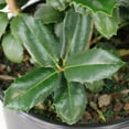 thumbnail image 3 of National Plant Network 3 gal. Ilex Auburn, 3 of 10