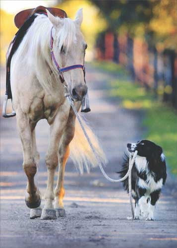 Avanti Press Dog And Horse Walking Deluxe Matte Blank Note Card