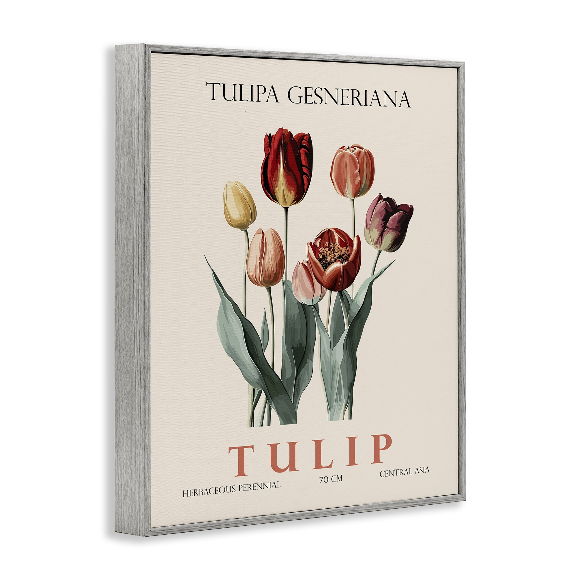 Stupell Industries Natural Tulip Bundle Gray Framed Giclee Art, design by Christopher Giampietro