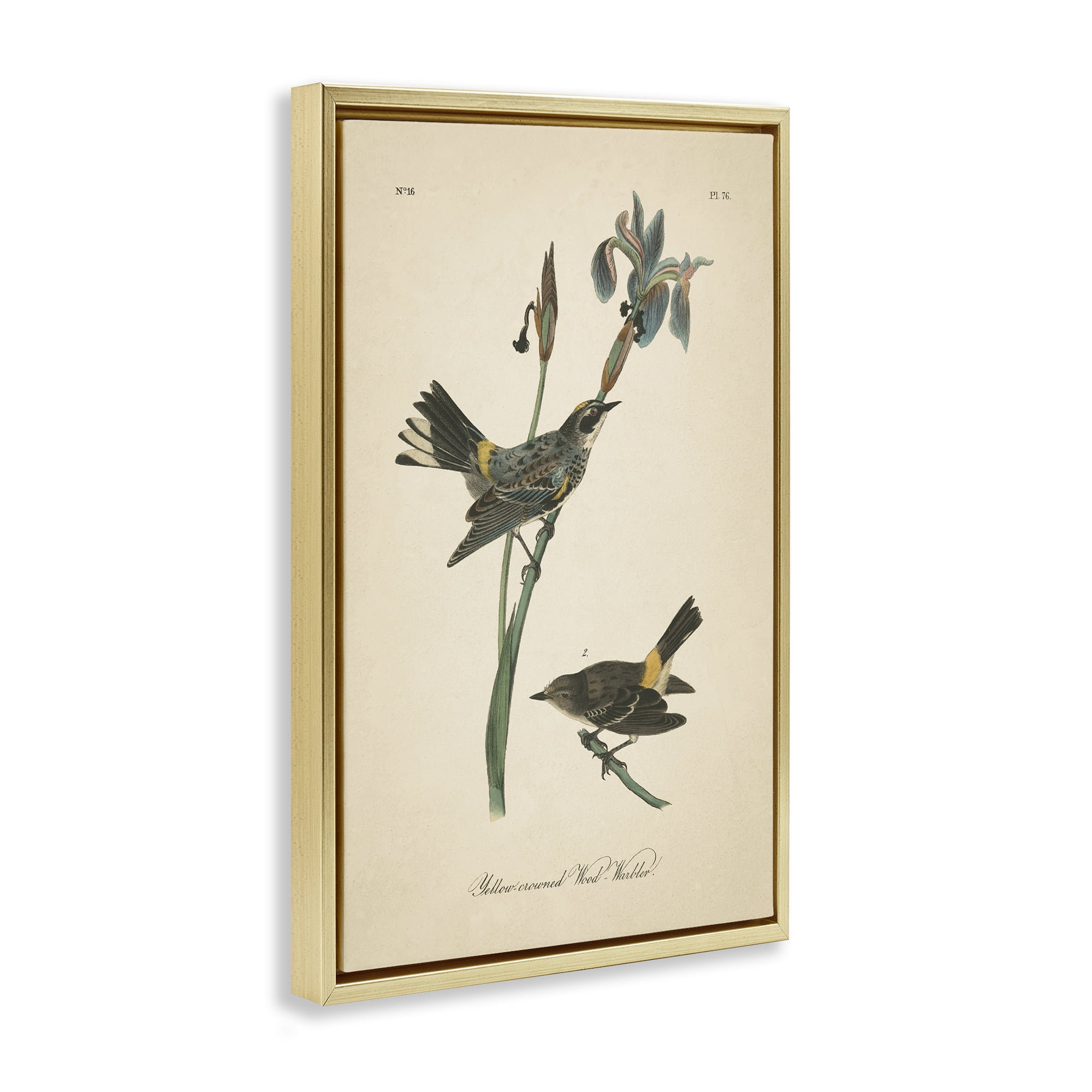 Stupell Industries Vintage Warbler Study Animals & Insects Painting Gold Floater Framed Canvas Art Print Wall Art, 17 x 25