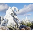 thumbnail image 2 of Talbot Frank, Christopher 17x15 Gold Ornate Wood Framed with Double Matting Museum Art Print Titled - California, Cuyamaca Rancho Snow-covered trees, 2 of 4